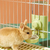 Rabbit and Guinea Pig Pet Water Dispenser