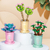 Coffee Cup Plant Series Building Blocks-12 Constellations Succulent Series