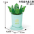Coffee Cup Plant Series Building Blocks-12 Constellations Succulent Series